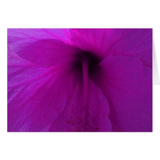 Purple Hibiscus Flower Cards (Front Horizontal)