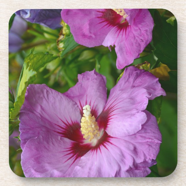 Purple hibiscus flowers coaster (Front)