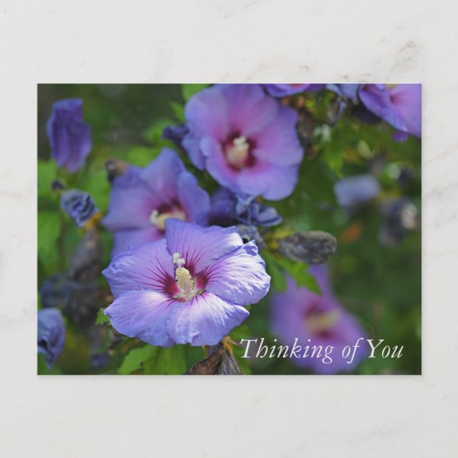 Purple Hibiscus Garden Flowers Thinking of You Holiday Postcard (Front)