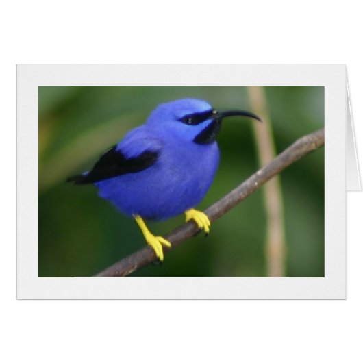 Purple Honeycreeper (Front Horizontal)