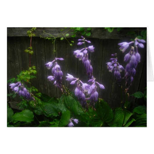 Purple Hosta Florets Cards (Front Horizontal)