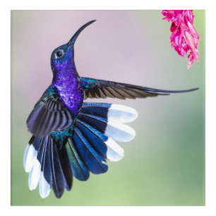 Purple Hummingbird Beautiful Acrylic Print