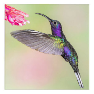 Purple Hummingbird Flying Acrylic Print