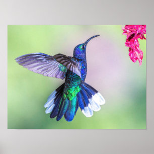 Purple Hummingbird Flying in a Graceful Pose Poster