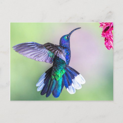 Purple Hummingbird in a Graceful Pose Postcard