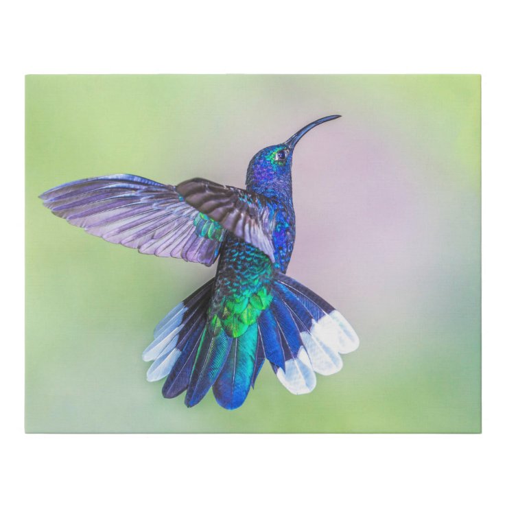 Purple Hummingbird in Flight Faux Canvas Print | Zazzle