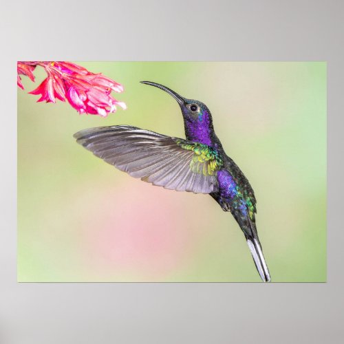 Purple Hummingbird in Flight Poster