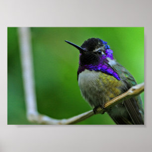 Purple Hummingbird Poster