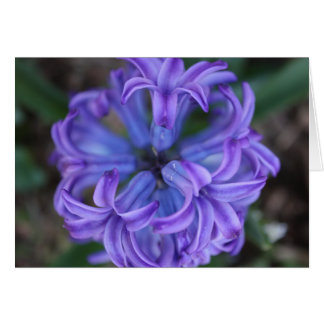 Purple Hyacinth Cards
