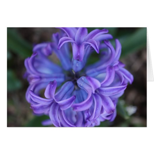 Purple Hyacinth Cards (Front Horizontal)