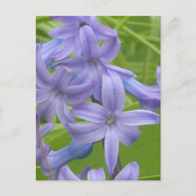 Purple Hyacinth Close Up DIY Postcard (Front)