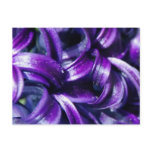 Purple Hyacinth Flower Postcard