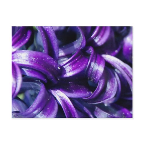 Purple Hyacinth Flower Postcard