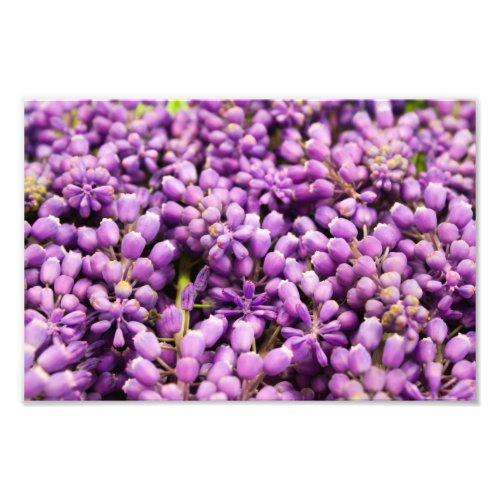 Purple Hyacinth Flowers Photo Print