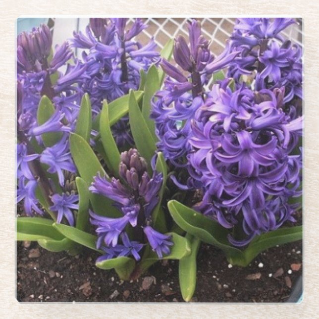 Purple Hyacinths Glass Coaster (Front)