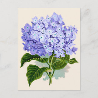 Purple Hydrangea Botanical Print Postcard