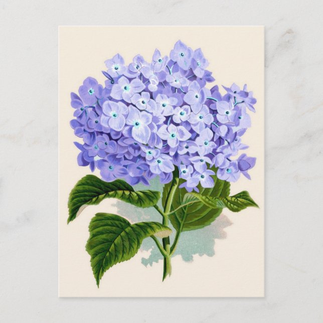 Purple Hydrangea Botanical Print Postcard (Front)