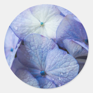 Purple Hydrangea Flower Photo Classic Round Sticker