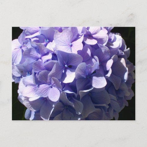 Purple  Hydrangea Postcard
