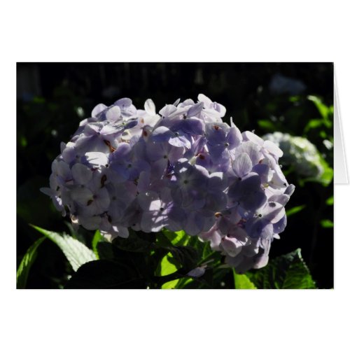 Purple Hydrangeas Flowers