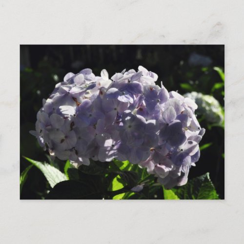 Purple Hydrangeas Flowers Postcard