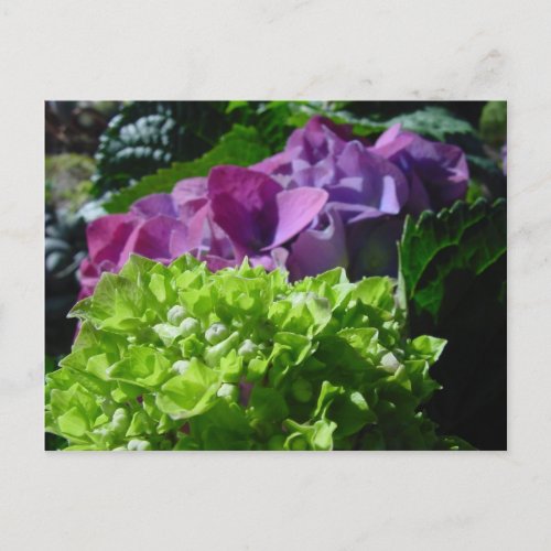 Purple Hydrangeas Postcard