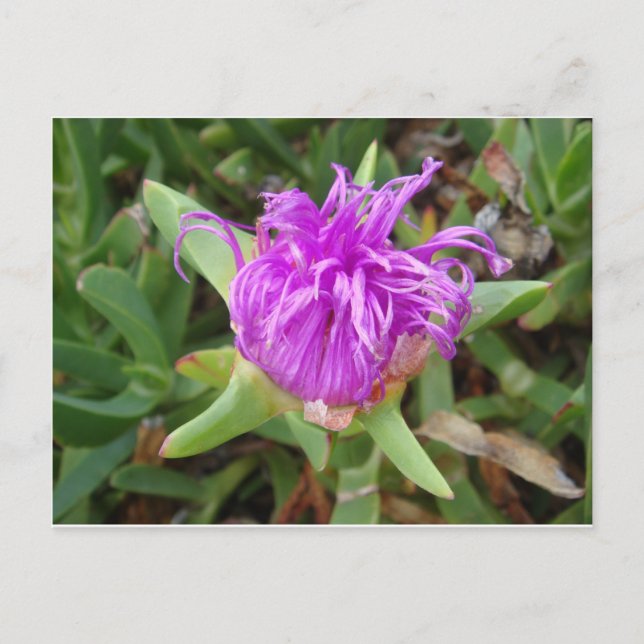 Purple Ice Plant Flower Postcard (Front)