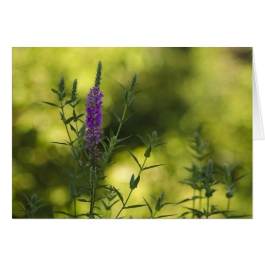 Purple in Gold (Front Horizontal)