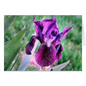 Purple Iris (Front Horizontal)