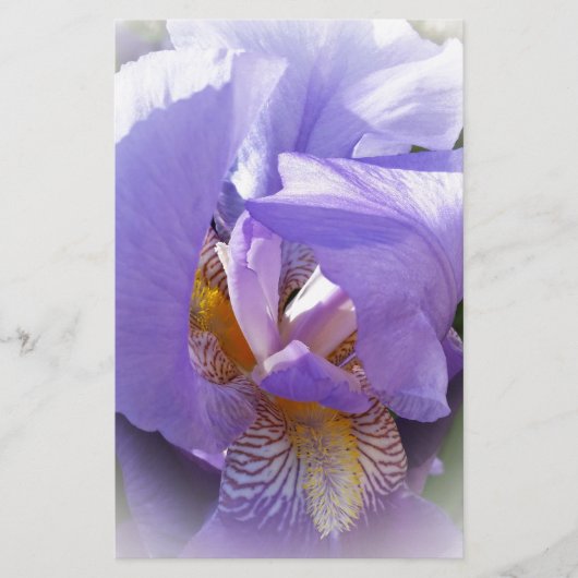 purple iris (Front)