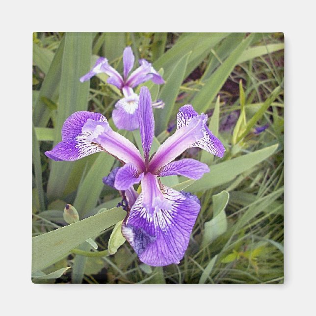 Purple Iris 2 Magnet (Front)