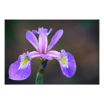 Purple Iris 4 Photo Print at Zazzle