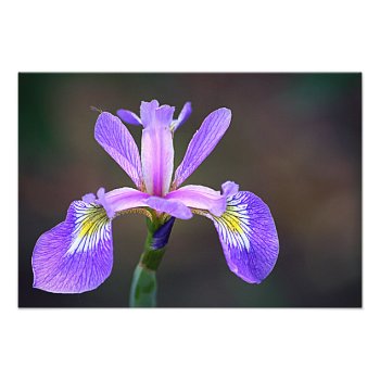 Purple Iris 4 Photo Print by InnerEssenceArt at Zazzle
