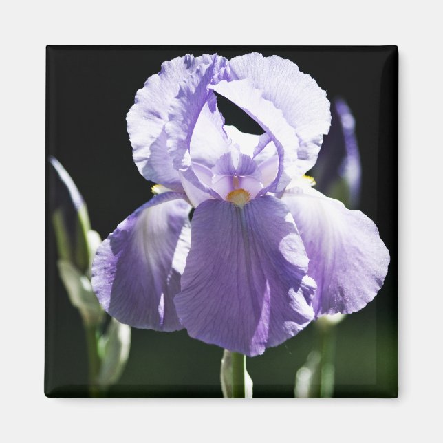 Purple Iris 8393 Magnet (Front)