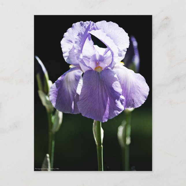 Purple Iris 8393 Postcard (Front)