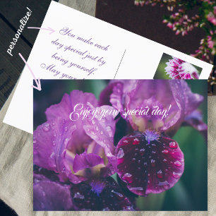 Purple iris after rain postcard