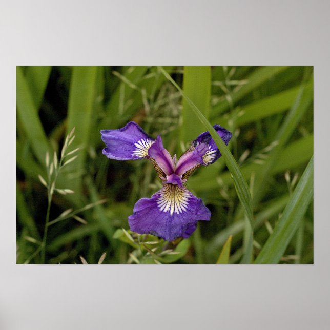 Purple Iris - Alaska Poster (Front)