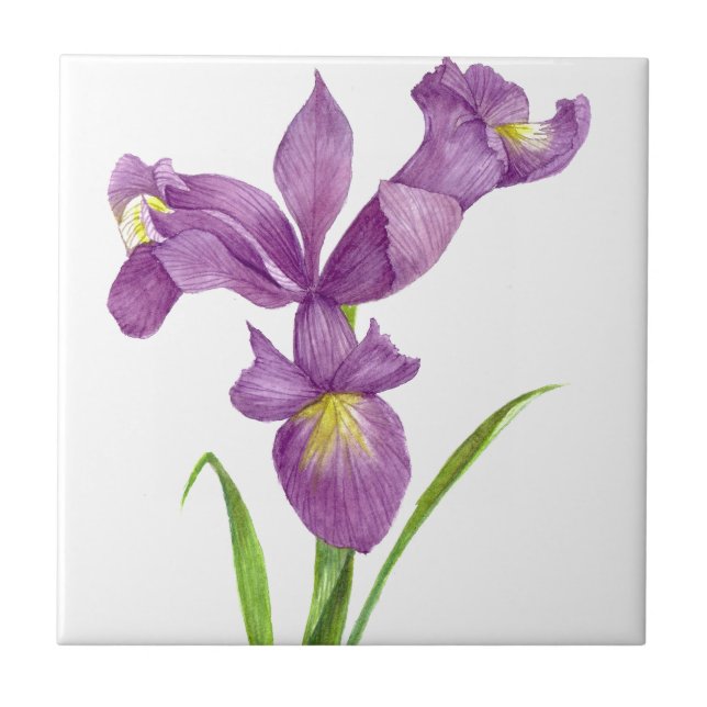 Purple Iris Botanical Floral Art Ceramic Tile (Front)