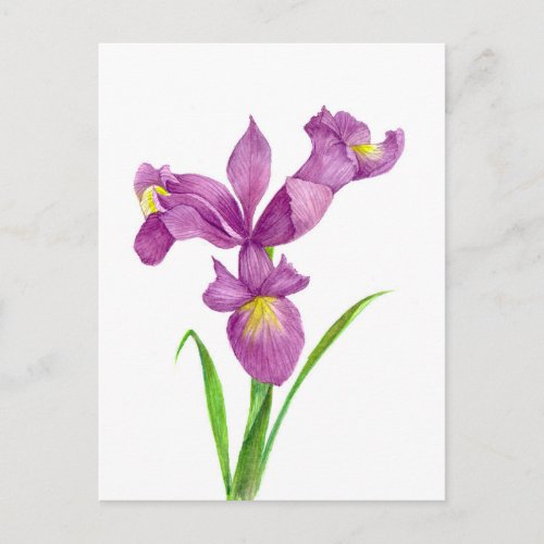 Purple Iris Botanical Floral Art Postcard
