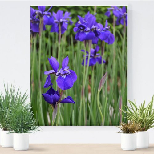 Purple Iris Botanical Floral Photographic Acrylic Print