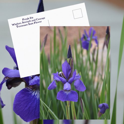 Purple Iris Botanical Floral Photographic Postcard