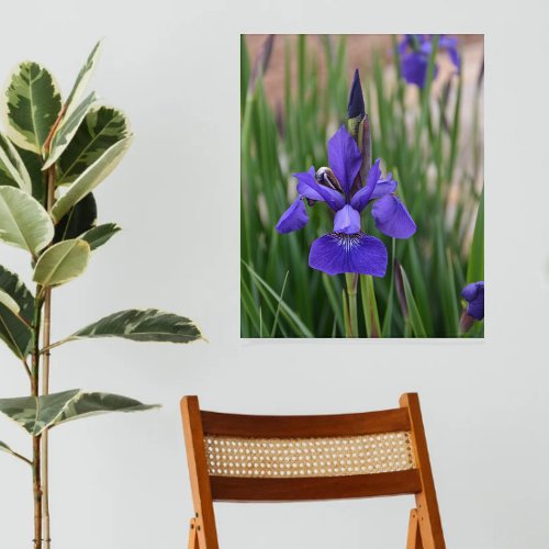 Purple Iris Botanical Floral Photographic Wall Acrylic Print