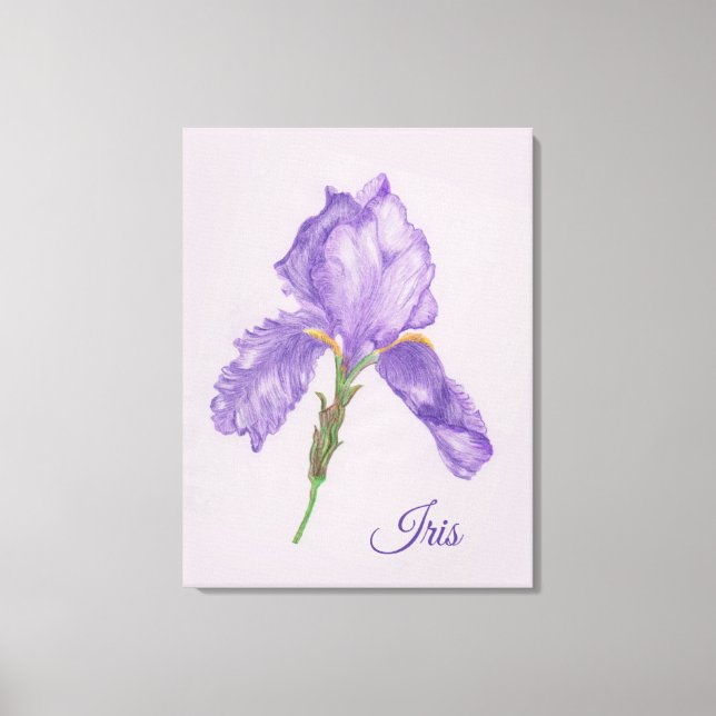 Purple Iris, Botanical Style, Colored Pencil Art Canvas Print (Front)