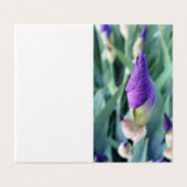 purple iris bud (Outside Unfolded)