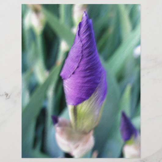 purple iris bud (Front)