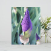 purple iris bud (Standing Front)