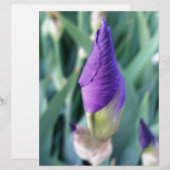 purple iris bud (Front/Back)