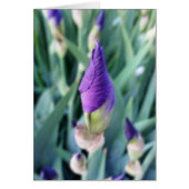 purple iris bud (Front)