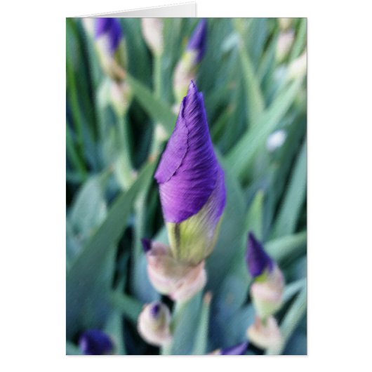 purple iris bud cards (Front)