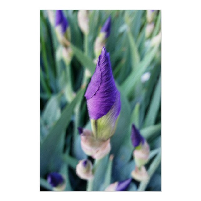 purple iris bud poster (Front)